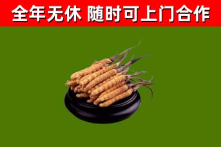 绥化烟酒回收冬虫夏草.jpg